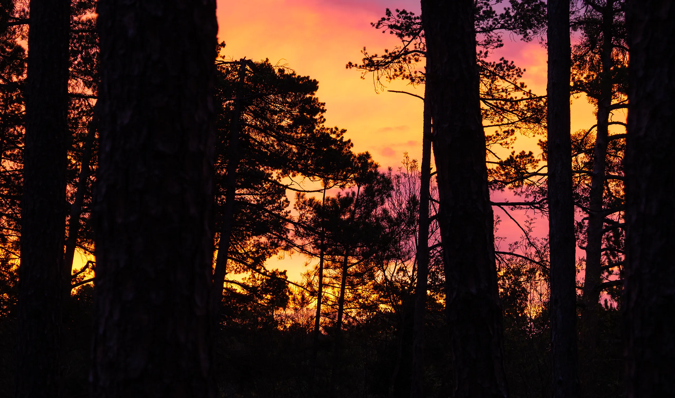 Atardecer entre árboles en la hora dorada