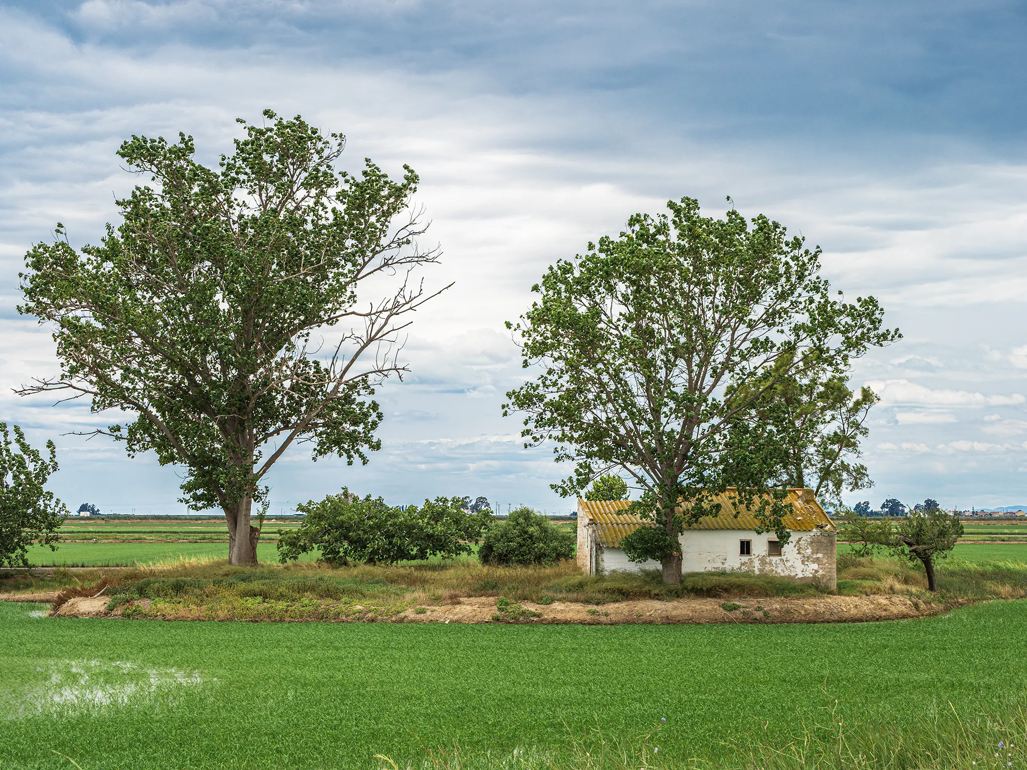 Una masia con árboles en medio de un arrozal en el Delta del Ebro