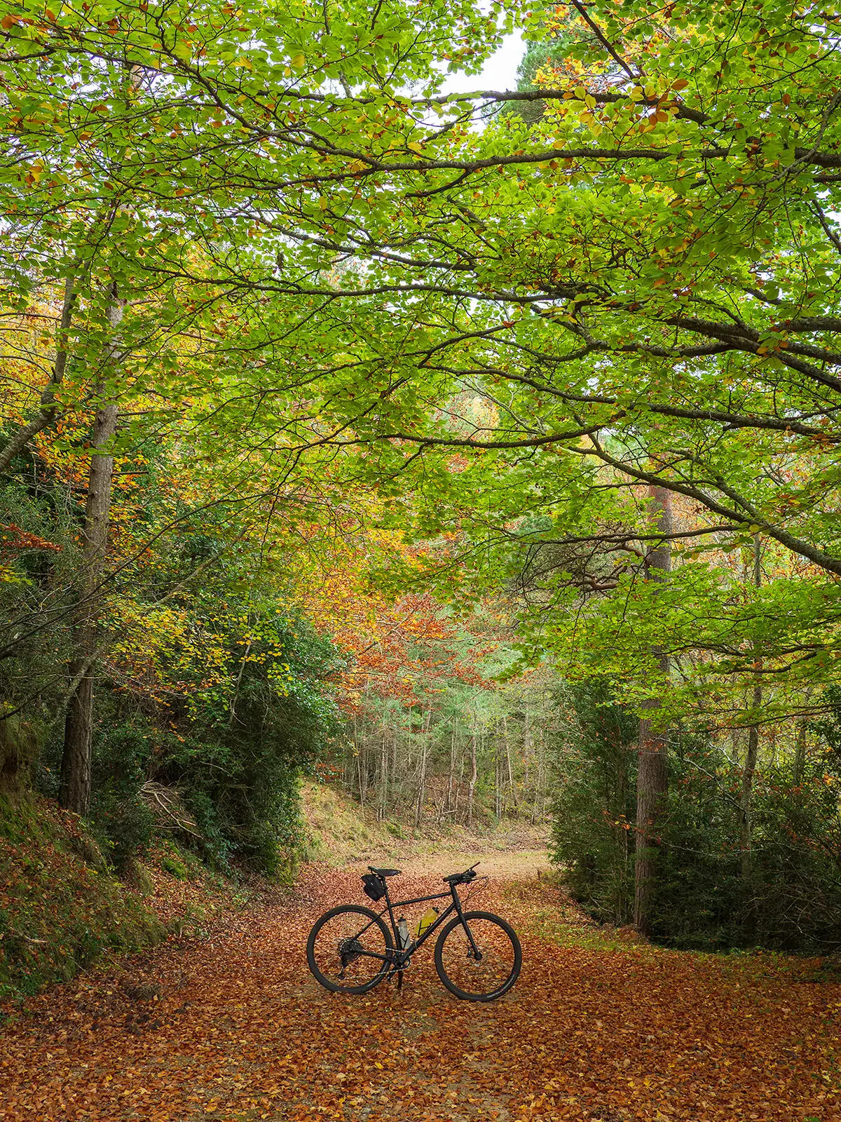 Bicicleta gravel en medio de una pista con hojas anaranjadas esparcidas por el suelo y las ramas de los árboles haciendo de techo