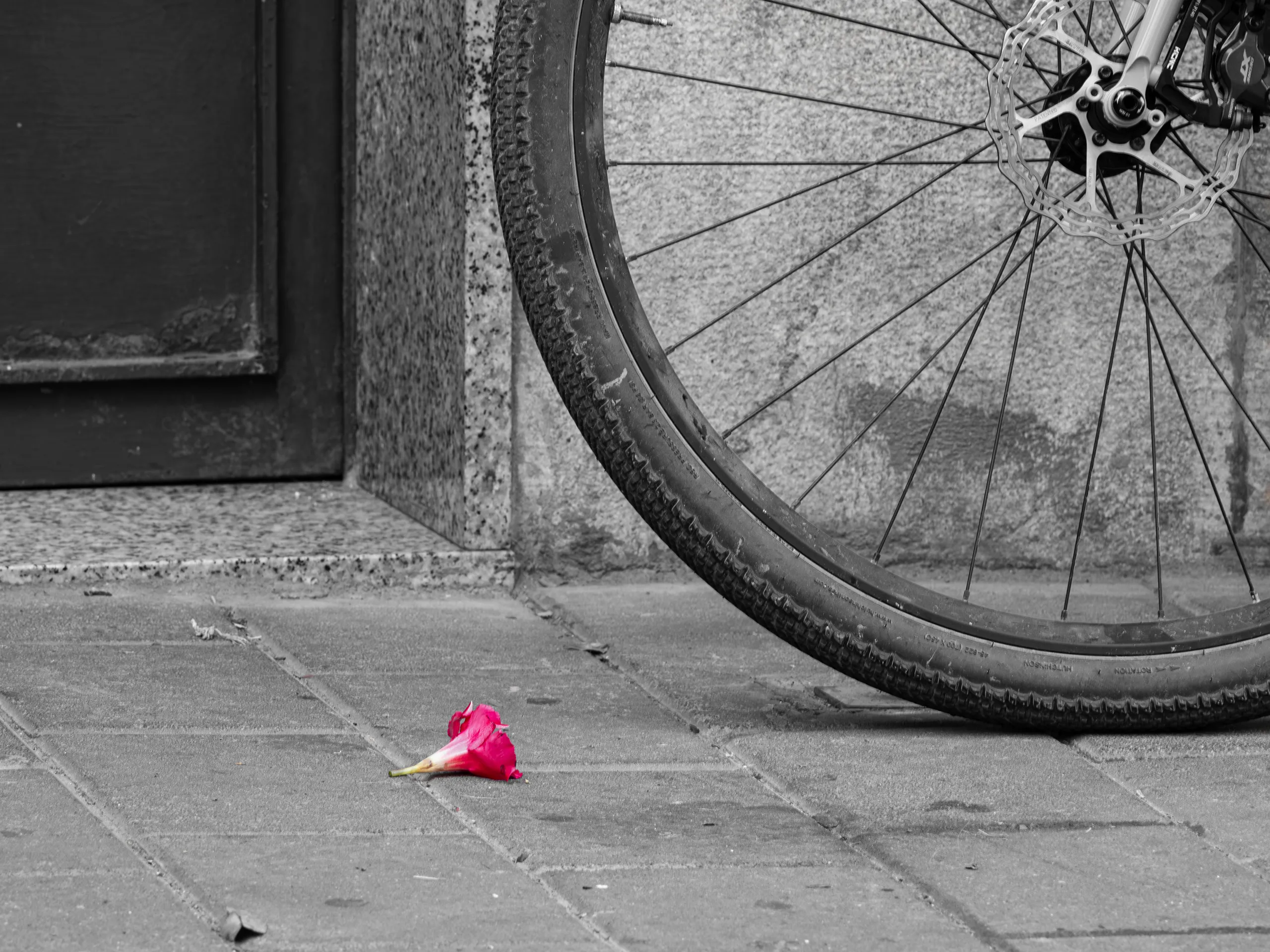 Rueda de bicicleta en blanco y negro con rosa en color